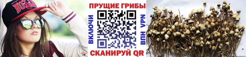 даркнет сайт  Торжок  Галлюциногенные грибы ЛСД 